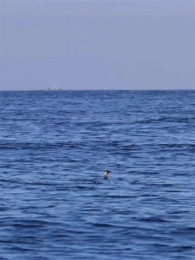 21K views · 210 reactions | Discover Whales on Reels | Facebook