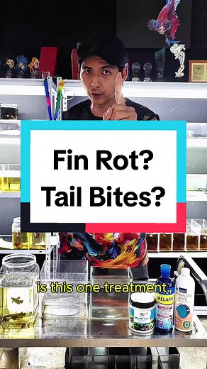 Betta Fish Recovery Guide: Healing Fin Rot and Tail Bites