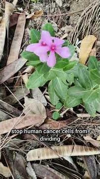 You Won't Believe What This Pink Flower Can Do! 🤯