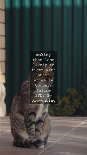 The Pawsome Truth How Neutering Your Cat Can Obliterate Health Risks and Add Years to...