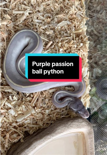 Purple passion ball Python #ballpython #reptiles #reptilekeeper #snake #animalestiktok #cuteanimals