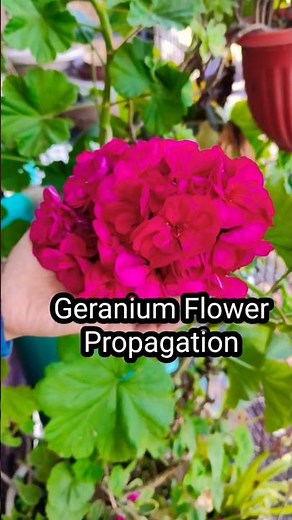 Geranium Propagation by Stem Cutting / How To Propagte Geranium Flower#shorts #geranium #propagation