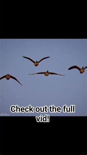 Geese are geesin'. Check out the full vid from a chilly morning at Chambers Lake.