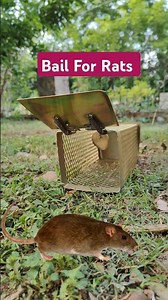 Ultimate Rat Trap Cage in Action! | Genius DIY Rodent Catcher|shorts