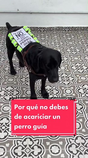 #guidedog #perroguia #servicedog #hermosillo #fyp #dogsofttiktok #charlidamelio