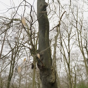 Noone is born a birdwatcher 🐦 You only need to step outside to hear beautiful birdsong or see the flap of feathery wings, but have you ever wanted to know a bit more about the birds around you? Find out from our friends at Flock Together, a birdwatching collective for people of colour, just how easy it is to take up this heartwarming hobby 🪶 | Forestry England