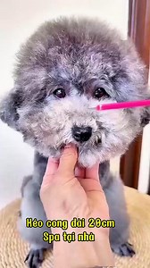 186K views · 943 reactions | Nhân dịp quốc khánh 2-9 shop tri ân kéo cong dài 20cm chỉ 99k #dog #xuhuongreel #yeuthucung #bichon #poodle | An Pet Shop | Facebook