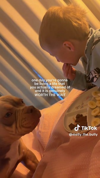American Bully Dog: Love & Play