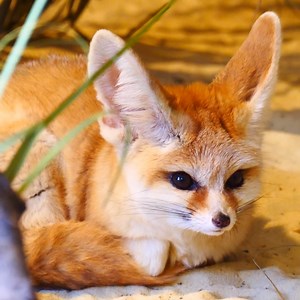 Tiny, adorable, and big eared BUT there's much more to know about FENNEC FOXES! Keeper Bekki gives us a few fun facts on these delightful little foxes. | Longleat