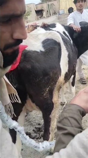 Ultrsongraphy of cow| Dr.Shabir Veterinarian