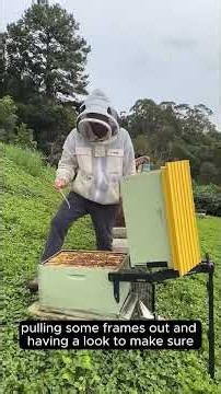 Beginner Beekeeping Live Q&A with Cedar