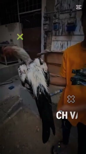 like if you won't Java is backllJamal vlog...