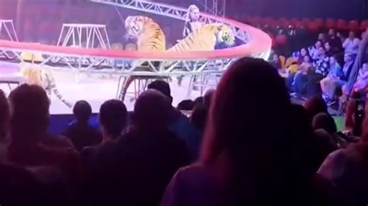 Shock at Russian circus: Tiger breaks into audience area