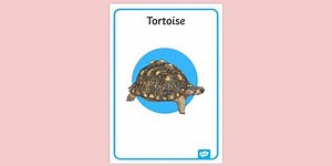 Tortoise Poster