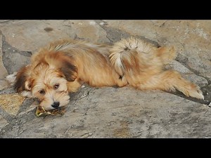 Havanese vs Shih Tzu: Comparing the Breeds' Traits