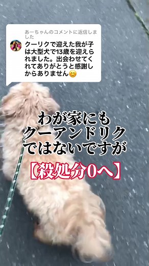 @あーちゃんに返信 #クーアンドリク #ペットショップ #ペットショップの裏側 #犬のいる生活 #犬のいる暮らし #まるぷー