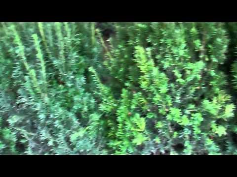 How to Plant a Hedge of Yews