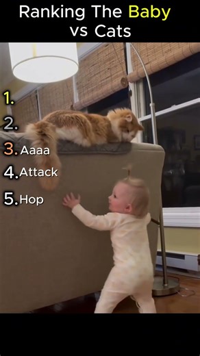 Ranking The Baby vs Cats