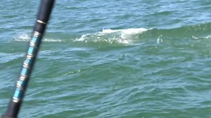 17K views · 854 reactions | Epic Fail! She Almost Gets Pulled Overboard by Shark! Twice A "Darcizzle Classic" from years ago, and my most watched video on Youtube ever at over 10 million views. :) | Darcizzle Offshore | Facebook