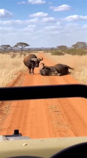 Safari Vehicle Witness to a Deadly Bull Charge and Heavy Fall in the Dirt