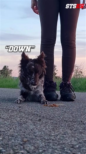 From basic commands to THIS level of precision 👀 Watch our MVP student's Mudi nail: • Visual switch mastery • Seamless position changes • Perfect target work Every movement calculated, every switch intentional 💫 This is the STSK9 difference 🙌 #dogobedience #STSK9 #trainingjourney #MVPstudent