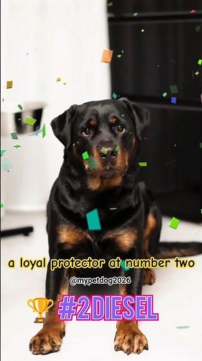 Top 5 Best Rottweiler Names 🐶🔥 | Strong & Powerful Dog Names #Shorts #dog #rottweiler