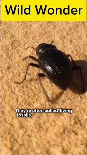 "The Heaviest Insect on Earth? Meet the Giant Wētā!"