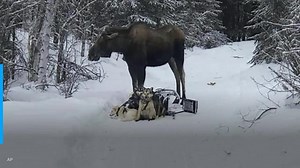 Moose attacks Iditarod rookie's sled team, injures 4 dogs