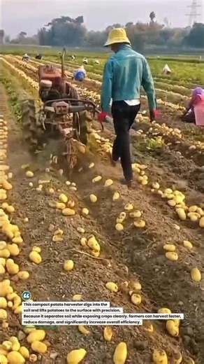 Potato Harvester Machine Saves Time Boosts Yield #Farming #Harvest #Agriculture
