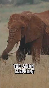 How Endangered Are Elephants Today? 🐘⚠️