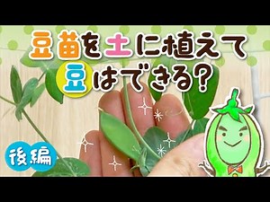 Can you grow beans by planting pea sprouts in soil? (Part 2) [Murakami Farm Independent Research ...