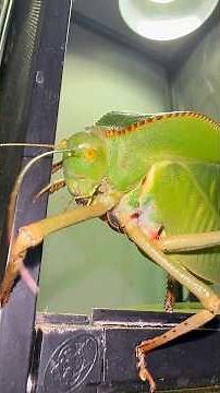 Giant hooded katydid comes out for a snack #katydid