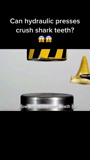 Can Shark Teeth Withstand a Hydraulic Press?