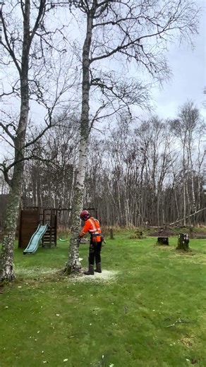 Felling small Birch trees in tight space