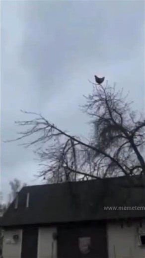 Truecaller user 🤡