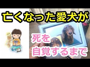 [Pet Loss] How to realize your beloved dog's death After your dog's death