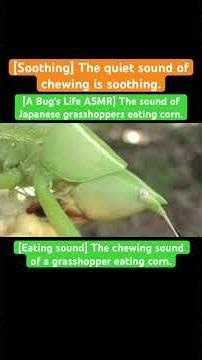 [A Bug's Life ASMR] The sound of Japanese grasshoppers eating corn.#insects #mukbang #eating