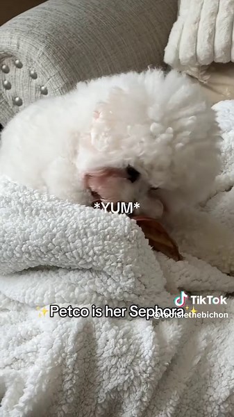 Petco Shopping Experience for Bichon Dogs