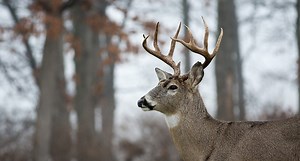 How and When to Use a Grunt Tube