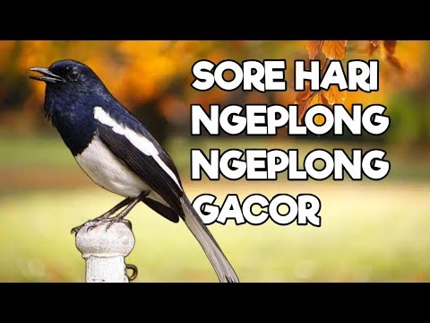 TERAPI KACER GACOR ISIAN SORE HARI ATASI KACER MACET BUNYI LANGSUNG NYAUT BUKOR EMOZI