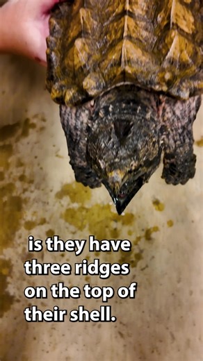 2.4K views · 34 reactions | CHOMPMassive head. Spiked shell. And a bite that means business. Alligator snapping turtles are a threatened species in Texas, vulnerable to illegal wildlife trade and damage from fishing gear and trotlines. The Caldwell Zoo is working to protect these prehistoric-looking turtles, the largest freshwater turtle in North America and cousin to the common snapping turtle. 缾 Oh, and that “worm” in their mouths? It’s a trick. | Texas Parks and Wildlife | Facebook