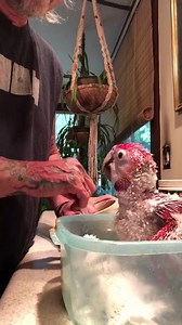1.4K views · 77 reactions | Scarlet baby available. Just adorable | Parrots Nest | Facebook