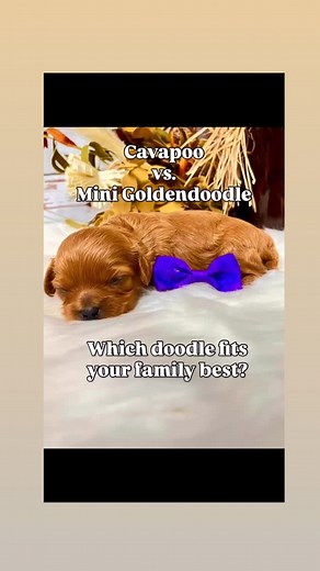 ✨ Ready to meet your perfect match? ✨ Our Cavapoo puppies are raised with love, health-tested parents, and ready for their forever homes!   DM us or visit our website to see who’s available! #Cavapoo #CavapooLove #MiniGoldendoodle #CavapooLife #CavapooVsGoldendoodle #CavapooPuppy #CavapooFamily #DavisFamilyDoodles #PuppyLove #DoodleLife #CavapooForSale #PuppyGram #DogsofInstagram #OzarksDogs #MissouriPuppies #MidwestDogs | Davis Family Doodles | Facebook