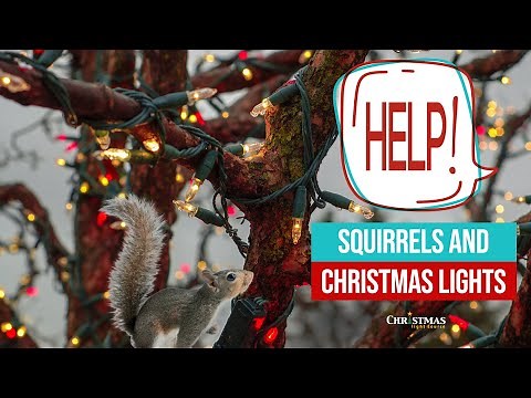 Help! Squirrels and Christmas Lights
