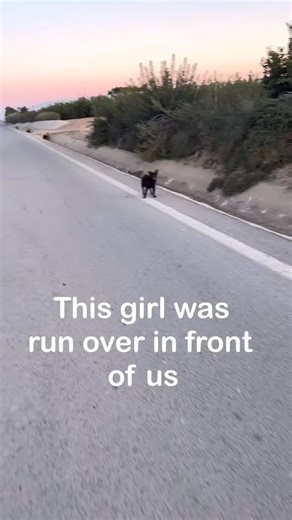 Love Unleashed Rescue on Instagram: "Dog ran over and driver never stopped! Please help, donation links in bio 🙏"