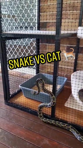 Understanding Snake Behavior Around Cats