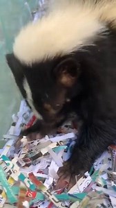 🦨 Meet Shovels, the newest member of our Ambassador family! He is a 5 and a half month old male striped skunk who enjoys spending his time "hunting" for crickets 😊 . 📌 FUN FACTS: Striped skunks are omnivorous, opportunistic feeders. Their diet is primarily insectivorous during the spring and summer seasons when grasshoppers, beetles, crickets, bees and other arthropods are abundant, then switches to a carnivorous diet during colder months. . . #StripedSkunk 🎥 Sam C., Animal Care Professional