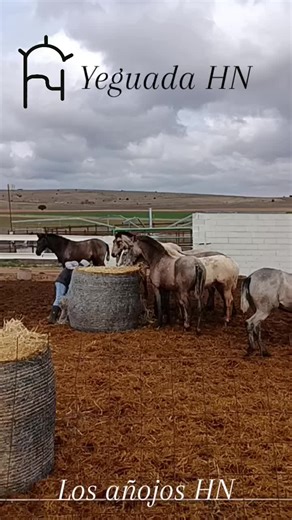 The Art of Dressage: Dancing Horses Explained