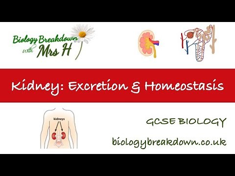Kidney: excretion and homeostasis (GCSE)