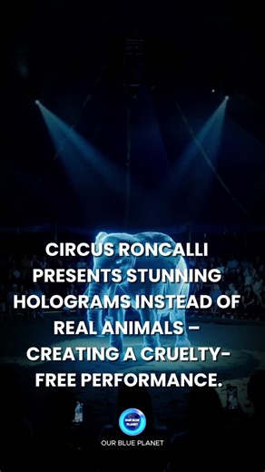 Our Blue Planet on Instagram: "Circus Roncalli has stopped using live animals and now brings lifelike 3D holograms to the ring instead. With advanced projection technology, elephants, horses and wild creatures appear in full size – without cages, whips or suffering. This unique experience shows that circus magic can exist without exploiting animals. Images are generated by AI and for demonstration purposes only. Sources: Euronews (2023). Lions, elephants and bears: Holograms replace live animals